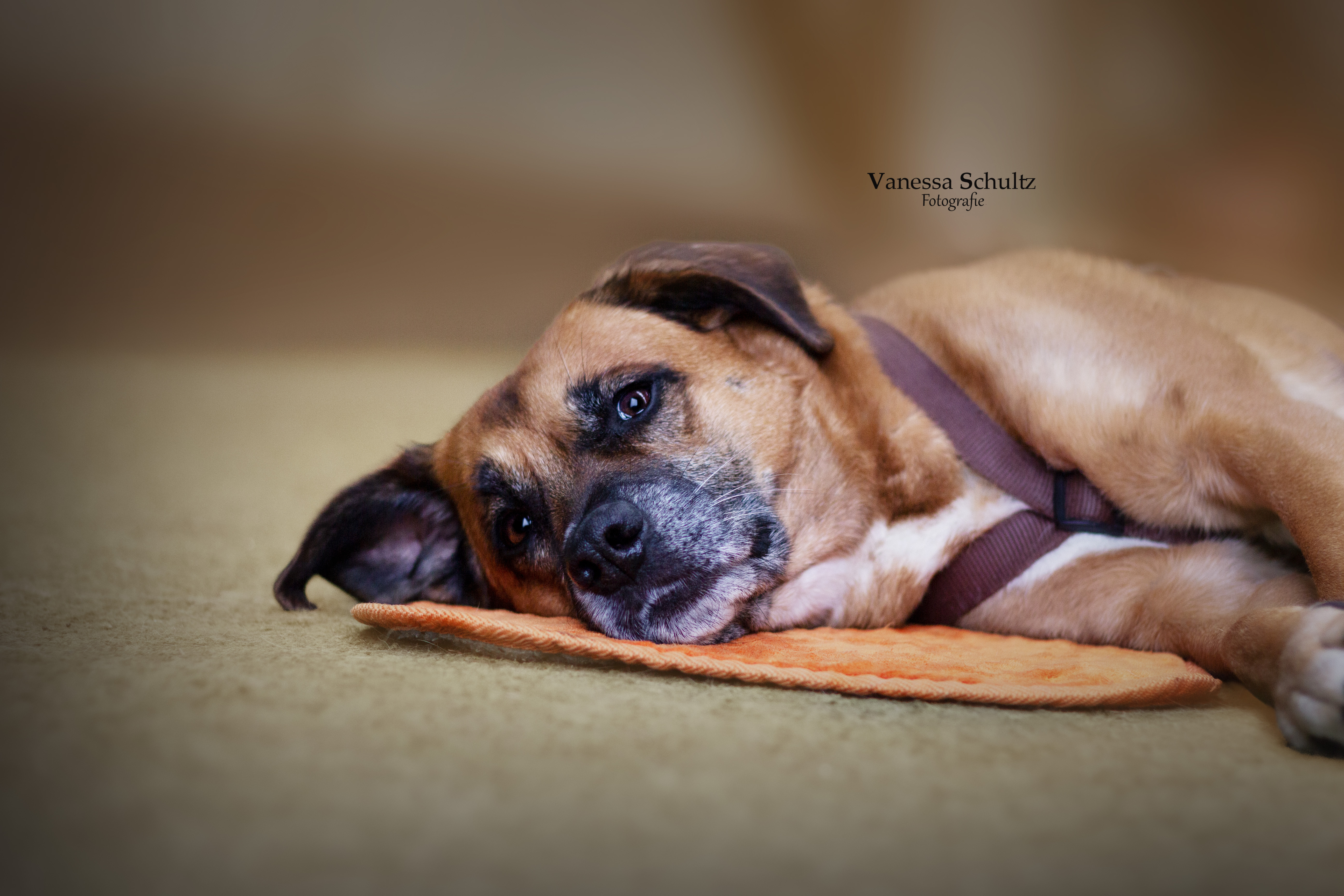 Hundeschlaf und Ruhe: Bedeutung und Tipps zur Förderung