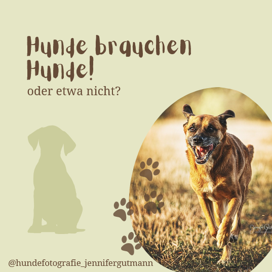 Hunde brauchen Hunde-Die Bedeutung von sozialen Kontakten für Hunde